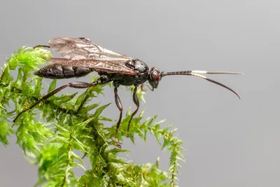 Illustration ichneumon - Image 2