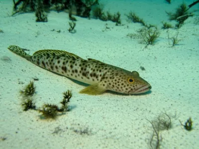 Illustration divers - Image 1