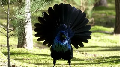 Illustration capercaillie