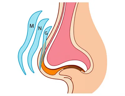 Illustration nasal - Image 1