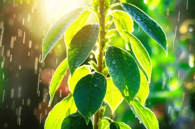 Illustration availed - Image 1