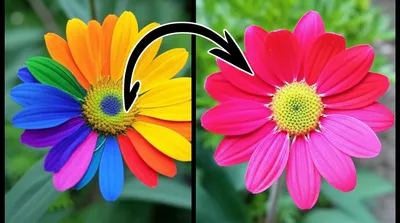 Illustration backcrosses - Image 1