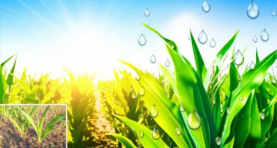 Illustration agrichemicals