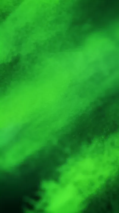 Illustration mantis - Image 1