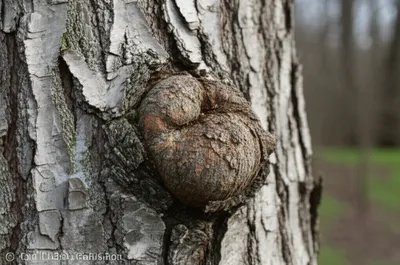 Illustration knap - Image 1