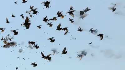 Illustration pelleted - Image 1