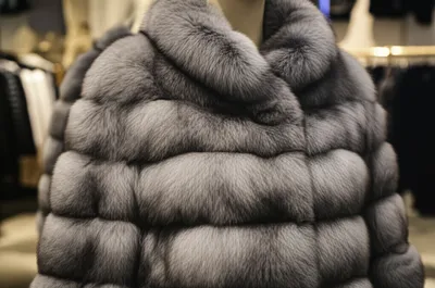 Illustration chinchillas - Image 1