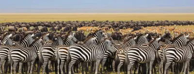 Illustration herds - Image 1