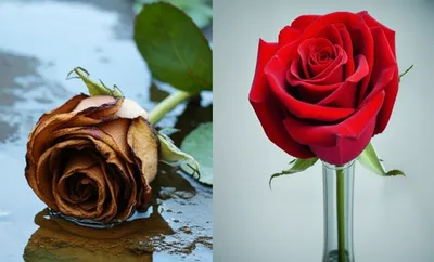 Illustration baser - Image 1