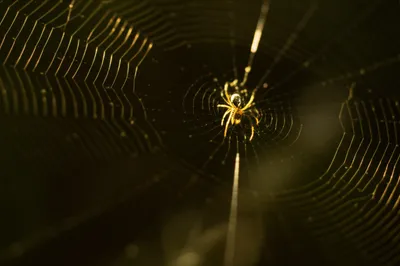 Illustration spinner - Image 1