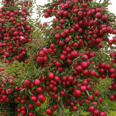 Illustration indistinguishable