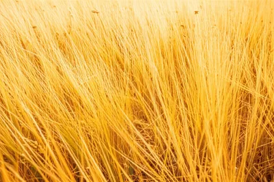 Illustration suffused - Image 1