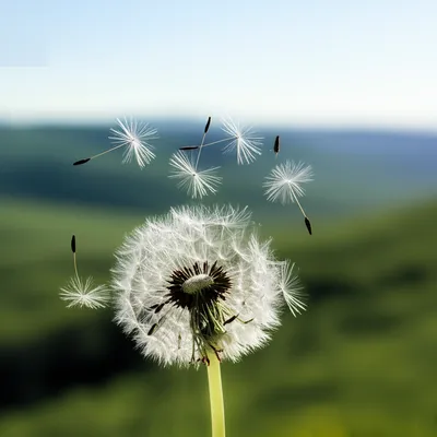 Illustration airborne - Image 1