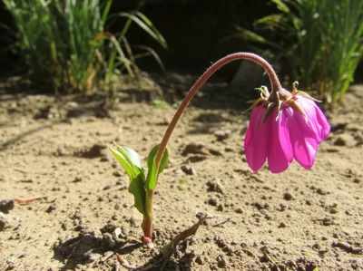 Illustration enfeebling