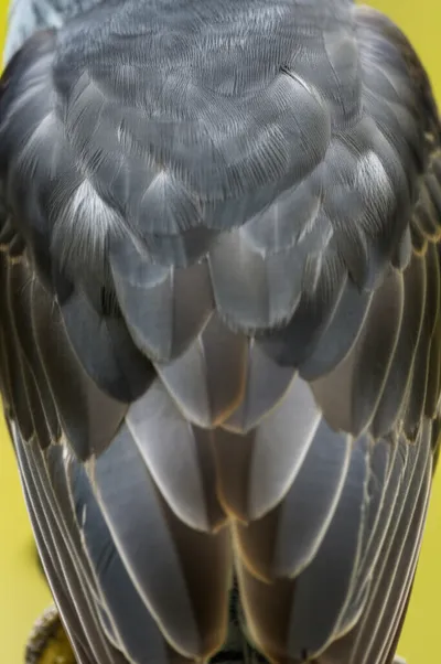 Illustration mantles - Image 1