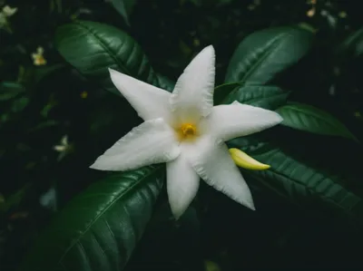 Illustration gardenia - Image 1