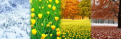 Illustration seasons - Image 1