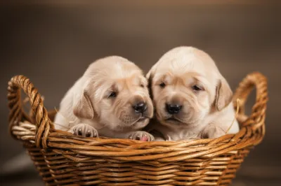 Illustration twine - Image 1