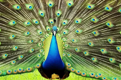 Illustration crested - Image 1