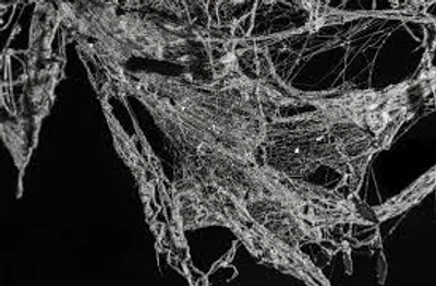 Illustration cobweb - Image 2