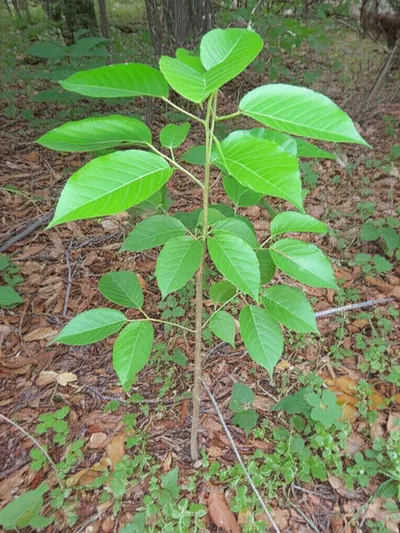 Illustration saplings - Image 2