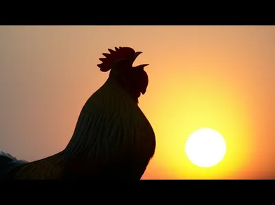 Illustration cocks - Image 1