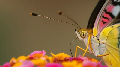 Illustration antennae