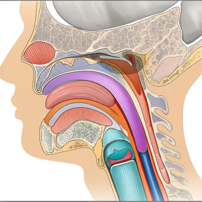 Illustration pharyngeal - Image 1