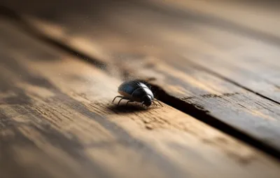 Illustration beetle - Image 1