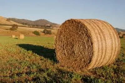 Illustration bale - Image 2