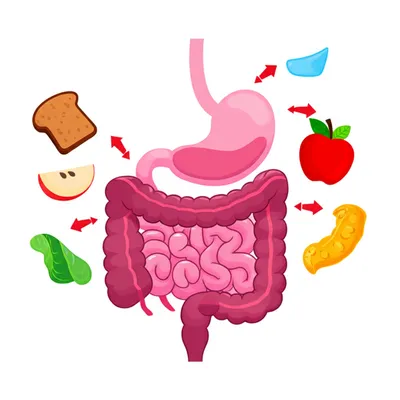 Illustration gastrointestinal