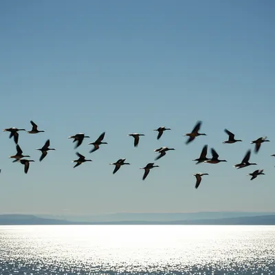 Illustration carried - Image 1