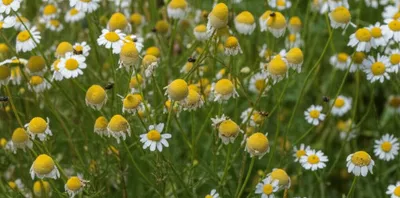 Illustration mayweeds - Image 1