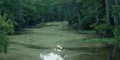 Illustration bayou - Image 2