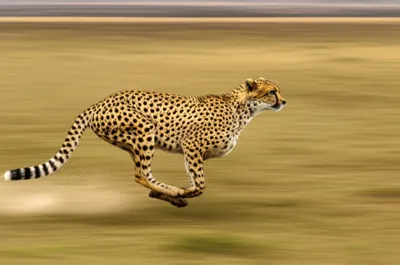 Illustration streaks - Image 1