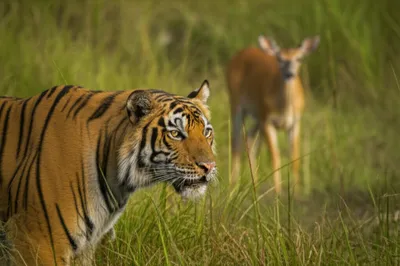 Illustration stalking - Image 1