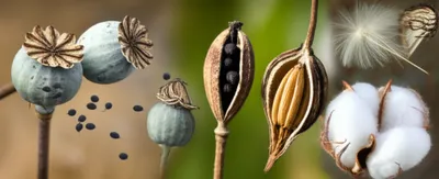 Illustration capsule - Image 1