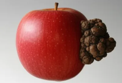 Illustration excrescence - Image 1