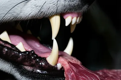 Illustration fang - Image 1