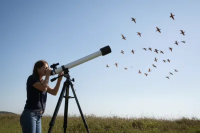 Illustration pole - Image 1