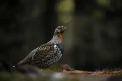 Illustration dusky - Image 1