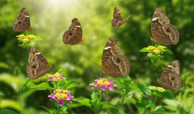 Illustration browns - Image 1