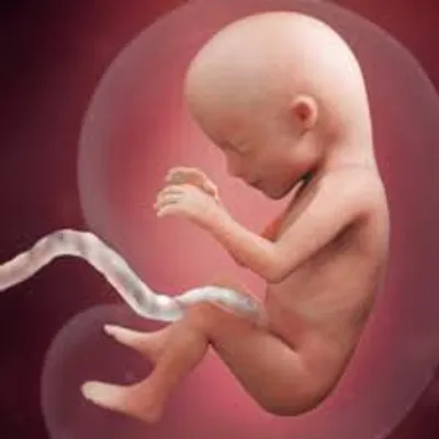 Illustration fetal - Image 2