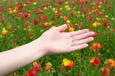 Illustration commanded - Image 1