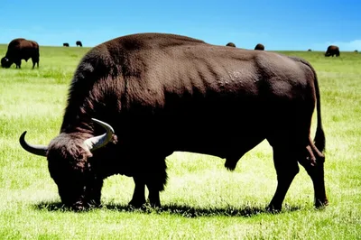 Illustration bison - Image 1