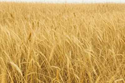 Illustration straws - Image 1