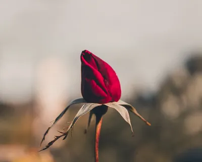 Illustration rosebud - Image 2