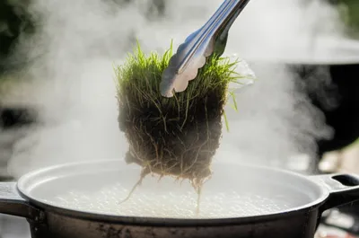 Illustration sod - Image 1