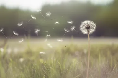 Illustration fairly - Image 1