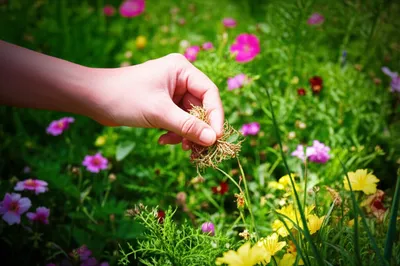 Illustration rids - Image 1